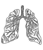 Doodle drawing organ lung on a white background vector