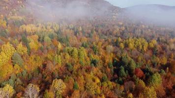 colori autunnali e vista aerea della strada di montagna video