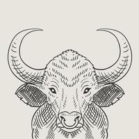 illustration vintage bull engraving style vector