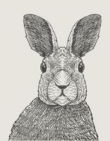 illustration vintage rabbit engraving style vector