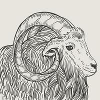 illustration vintage goat engraving style vector