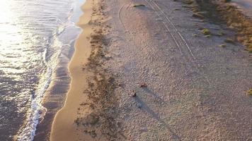 menina e cachorro na praia ao pôr do sol. vista aérea video