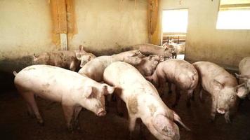 Pig farm with many pink pigs video