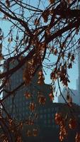 Tree on a skyscraper background. Urban scene. Architecture, nature, building. video