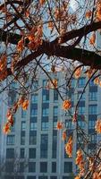 Baum auf einem Wolkenkratzerhintergrund. urbane Szene. Architektur, Natur, Gebäude. video