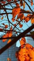 albero su uno sfondo di grattacielo. scena urbana. architettura, natura, edificio. video