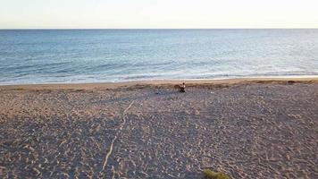 niña abrazando y acariciando a su perro en la playa al atardecer. vista aérea, toma orbital video