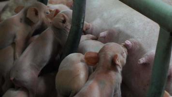 Pigs eat milk on livestock farm. Pig farming video
