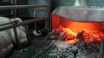 Pigs sleep on livestock farm. Pig farming video