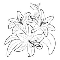 Lilies linear drawing. Composition of lily flowers. vector