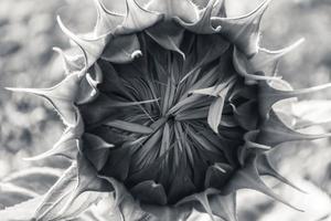 capullo de girasol en blanco y negro. foto