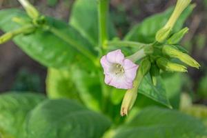 Tobacco flower on a background of green leaves. photo