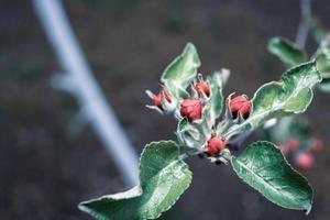 Green leaves and unblown apple blossom buds on a branch. photo