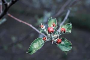 Green leaves and unblown apple blossom buds. Dark night background. photo