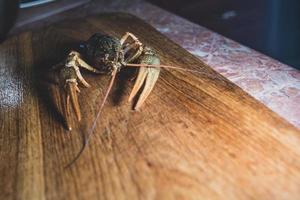 Crayfish on the kitchen board photo