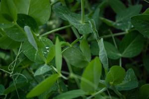 Green pea leaves with rain drops.