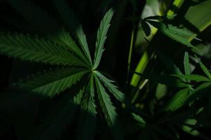 The green leaves of the hemp are partially covered with shadow. photo