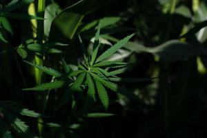 Green leaves of hemp in a corn field. photo