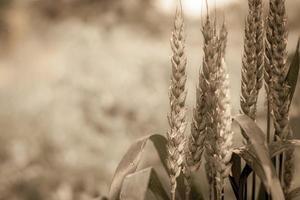 Ears of wheat. Photo in vintage style.