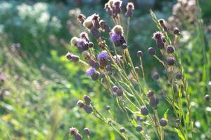 Corn thistle seeds. Weed in a field at sunset. photo