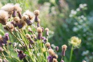 Thorny weed in the field, field thistle, sow thistle. photo