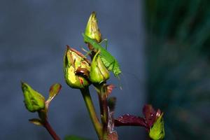 Leaping Insect Ridgeback locust photo