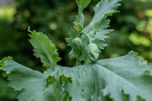 Buds of pink opium poppy in the garden. photo