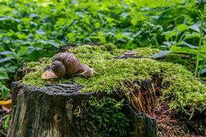Large forest snail on a stump covered with moss. photo