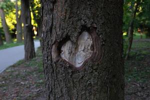 Carved heart on the bark of a tree trunk. photo