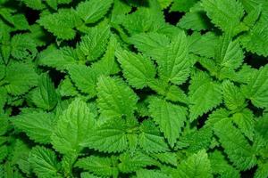 Background from green leaves of burning nettle. photo