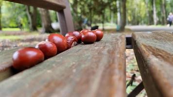 castañas de otoño caídas en un banco del parque. foto