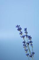 flores de lavanda secas sobre un fondo azul, foto vertical.