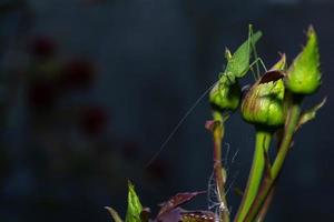 Migratory locust insect on green rosebuds. photo