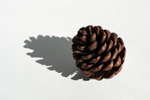 Pine cone close up with hard shadow from the sun photo