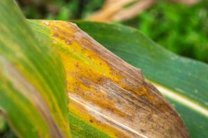 Three corn leaves one by one. photo