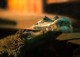 Crocodile floating on the water surface photo