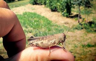 Grasshopper standing on a finger photo