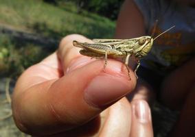 Grasshopper standing on a finger of a child photo