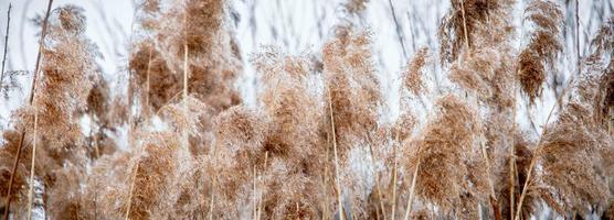 Pampas grass. Reed seeds in neutral colors on light background. photo