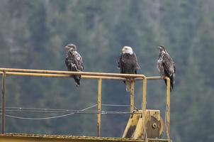 Tres águilas calvas en equipos de construcción, Juneau, Alaska foto