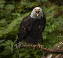 águila calva, anan creek, alaska foto