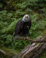 águila calva, en, anan, creek, alaska foto