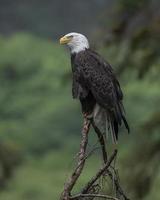 Bald Eagle at Anan Creek, Alaska photo