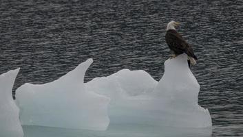 Bald Eagle on Iceberg, Endicott Arm, Alaska photo
