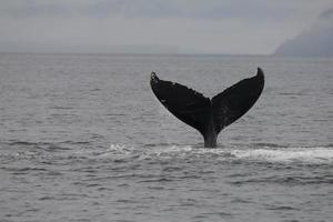 Lobtailing Humpback Whale, Alaska photo