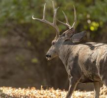 Buck Close Up photo