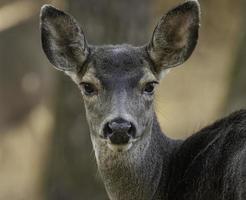 Closeup of Blacktailed Deer photo