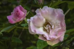 Old Fashioned Pink Roses photo