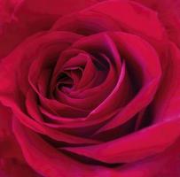 Red, Red Rose photo