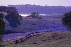 campo de lupinos, lago folsom foto